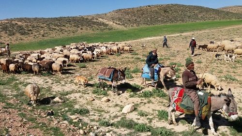 دام سبک عشایری تحت پوشش بیمه فراگیر قرار می‌گیرد
